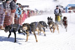 Lenk 2013